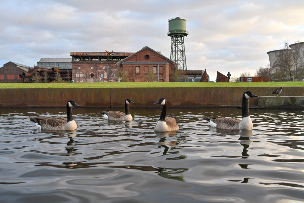 Wildgänse in Wasserbecken im Westpark an der Jahrhunderthalle Bochum